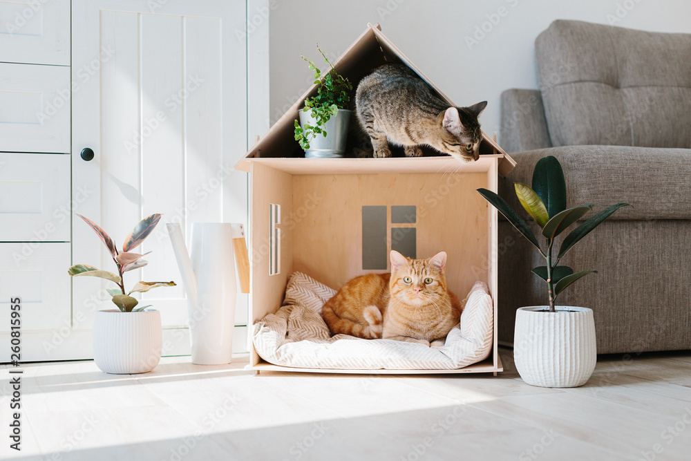 多頭飼いの方