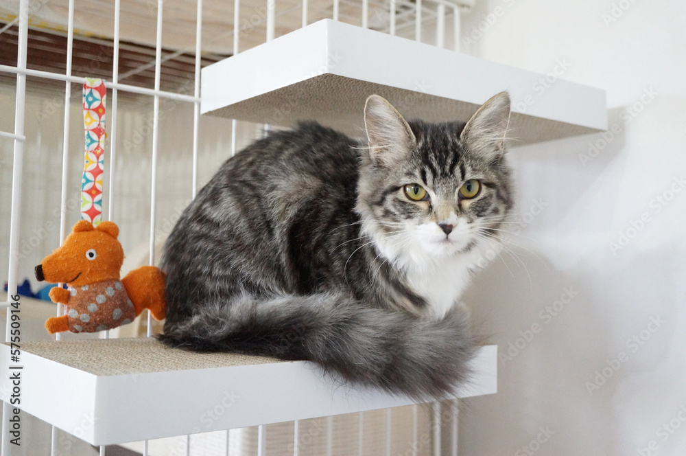 キャットウォークとステップのイメージ
