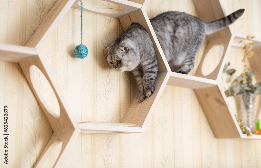 ねこと暮らす家のイメージ